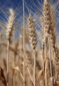 plantação de trigo